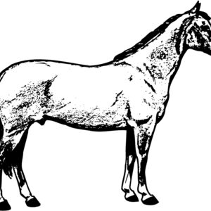 HORSE020 Thumbnail
