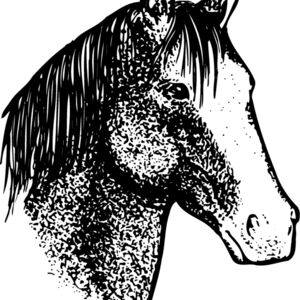 HORSE046 Thumbnail