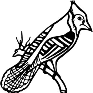 BIRD010 Thumbnail
