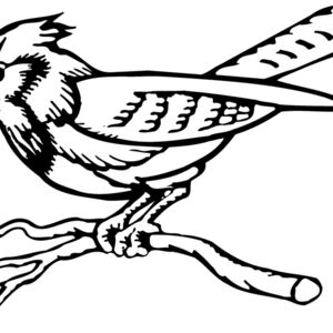 BIRD011 Thumbnail