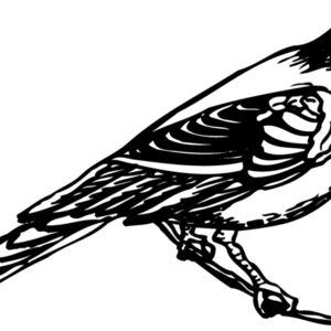 BIRD030 Thumbnail