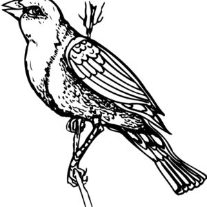 BIRD043 Thumbnail