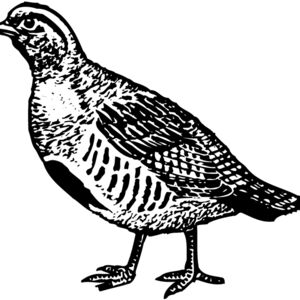 BIRD075 Thumbnail