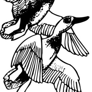 BIRD078 Thumbnail
