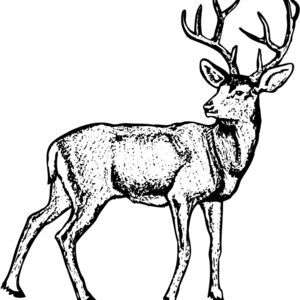 DEER029 Thumbnail