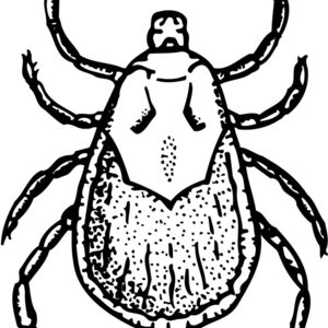 TICK Thumbnail