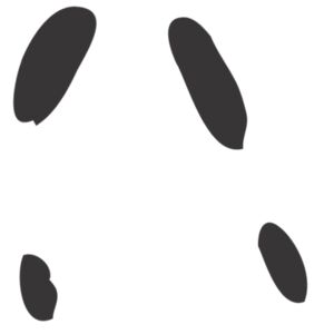 Squirrel Paw Print 1 Thumbnail