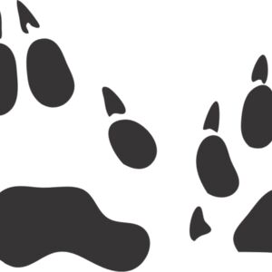 Raccoon Paw Print 1 Thumbnail