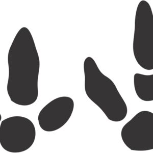 Bird Footprint 2 Thumbnail