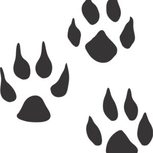 Weasel Paw Print 1 Thumbnail