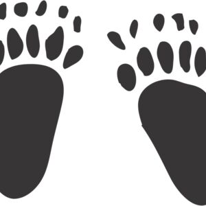 Bear Paw Print 1 Thumbnail