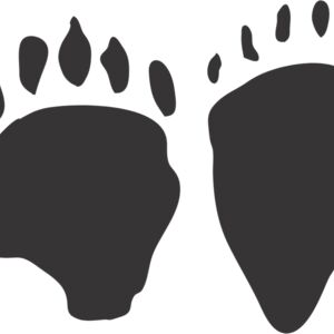 Bear Paw Print 2 Thumbnail