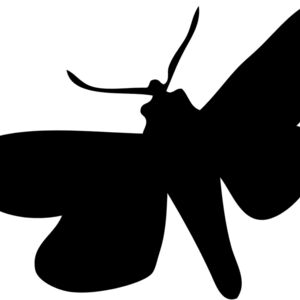 Moth Silhouette 3 Thumbnail