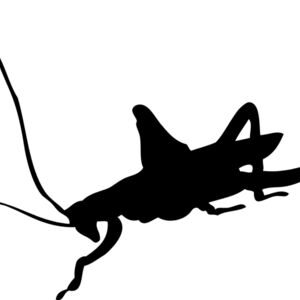 Cricket Silhouette 1 Thumbnail