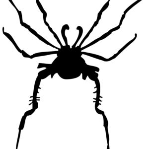 Spider Silhouette 11 Thumbnail