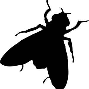 Fly Silhouette 2 Thumbnail