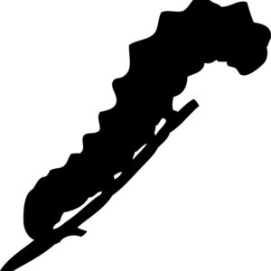 Caterpillar Silhouette 1 Thumbnail