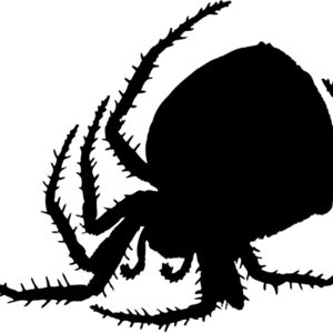 Spider Silhouette 8 Thumbnail