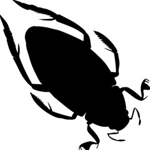 Cockroach Silhouette 7 Thumbnail