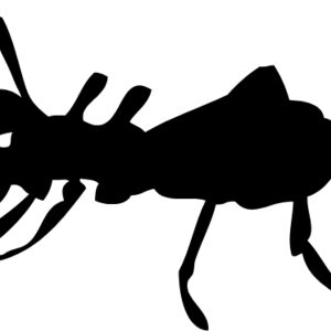 Bug SIlhouette 20 Thumbnail
