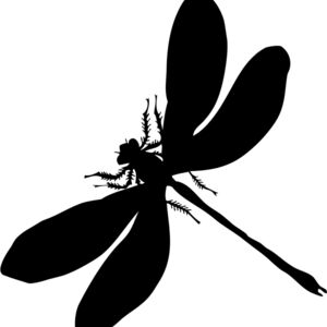 Dragonfly Silhouette 4 Thumbnail