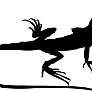 Lizard Silhouette 12 Thumbnail