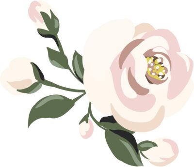 Pink Roses Flower 13
