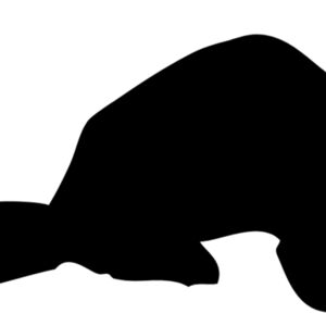 Ferret Silhouette 2 Thumbnail